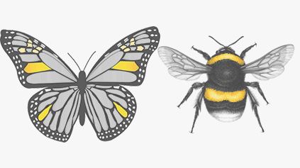 Bumblebee or a Butterfly? Come Find Your Mastery.