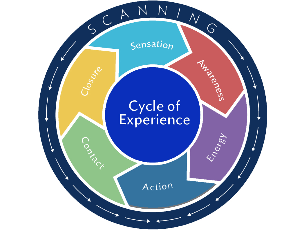 Cycle of Experience